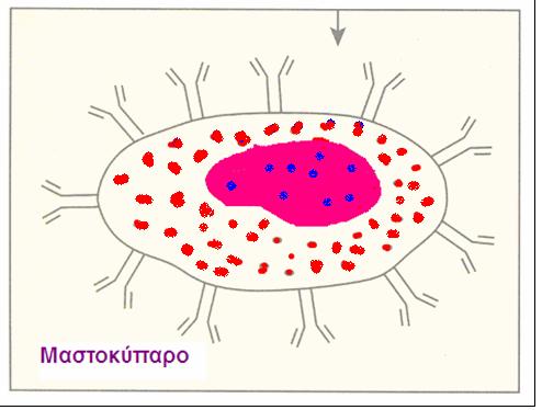 Μαστοκύτταρο-Αλλεργική ρινίτιδα. Δρ Δημήτριος Ν. Γκέλης