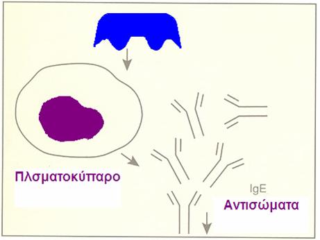 Πλασματοκύτταρο-Αλλεργική ρινίτις